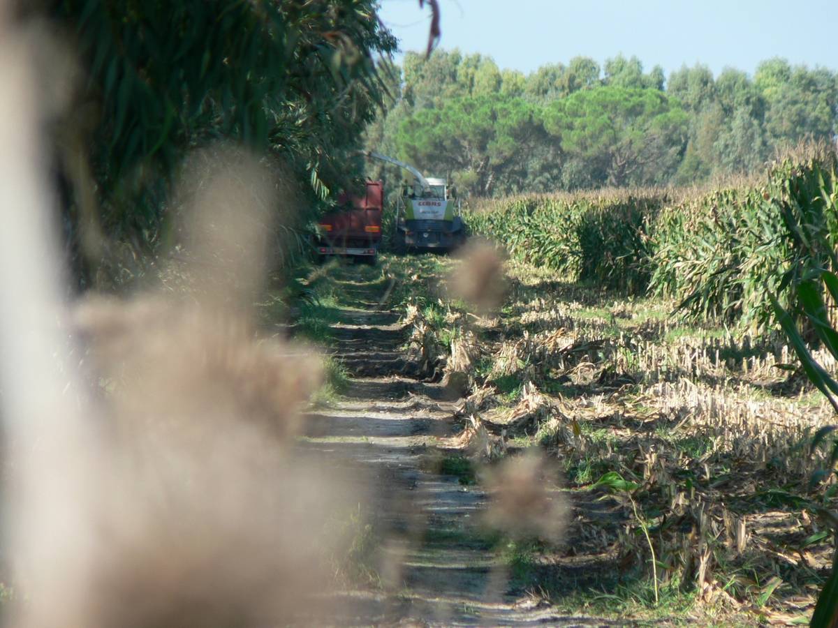 Claas Jaguar 900- Arborea (OR)