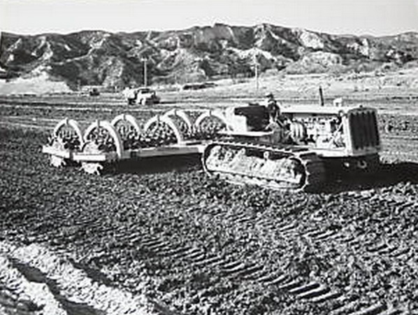 Caterpillar