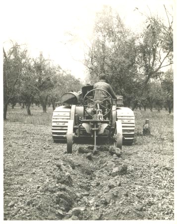 Orchard 95