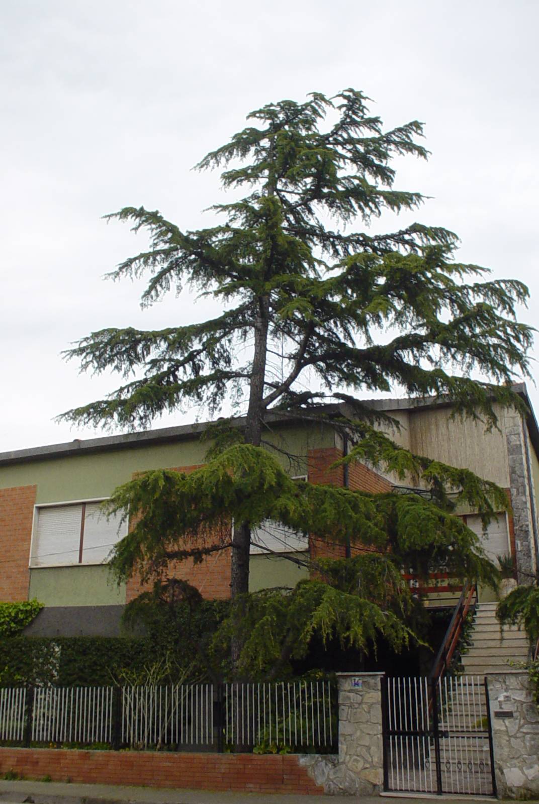 Taglio Alberi - Prima