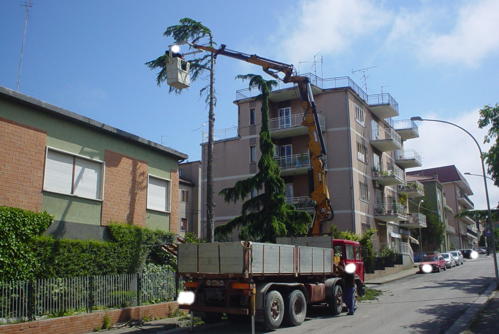 Taglio Alberi