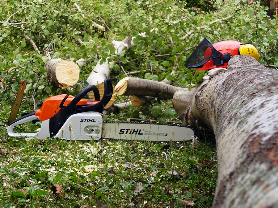 Sramatura & Seziontura Pioppo Nero, Stihl 280