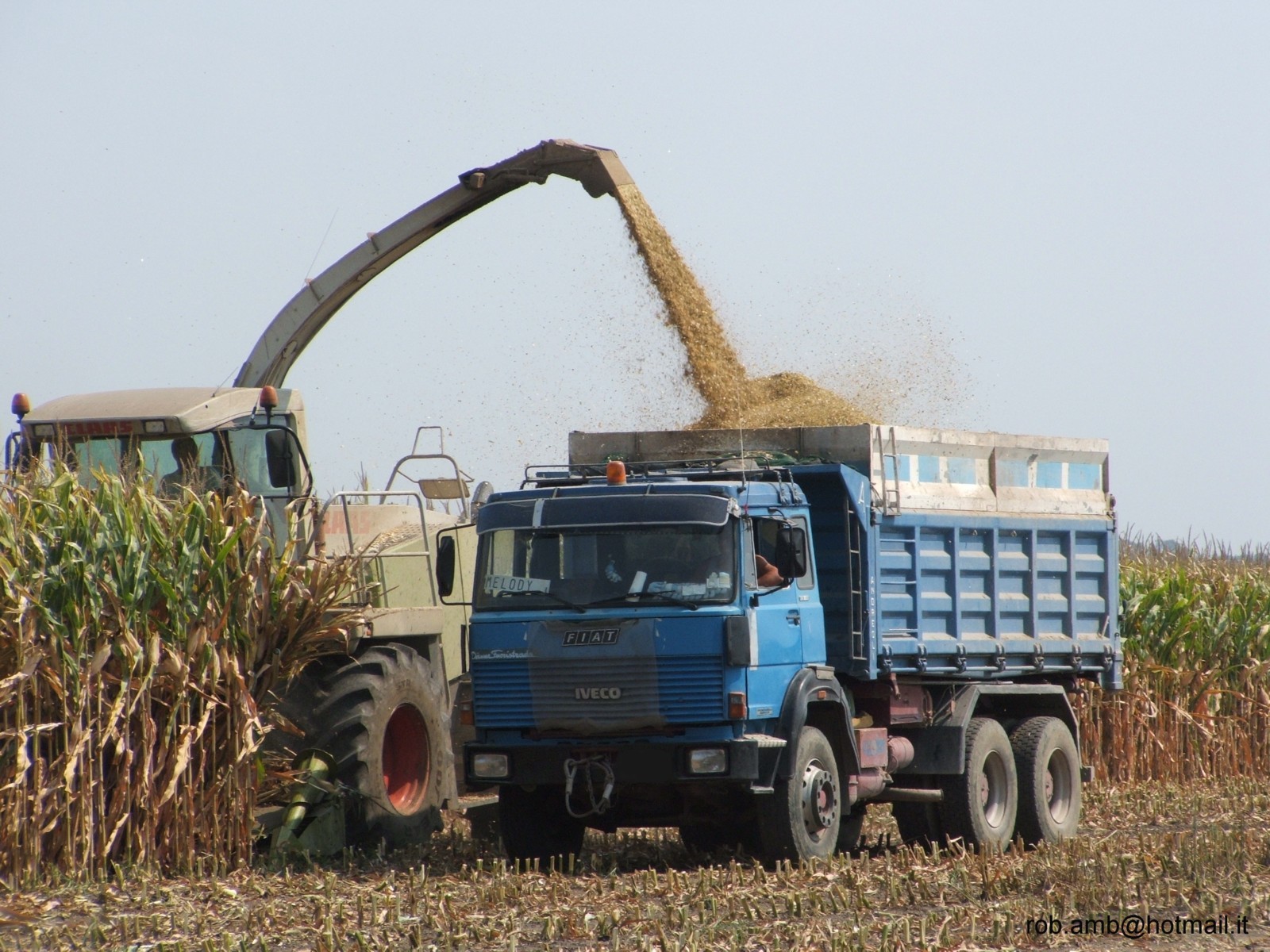 il leone della savana
