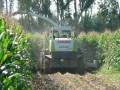 Claas Jaguar 900- Arborea (OR)