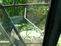 Claas Jaguar 900 Arborea (OR)