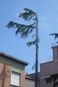 Taglio Alberi