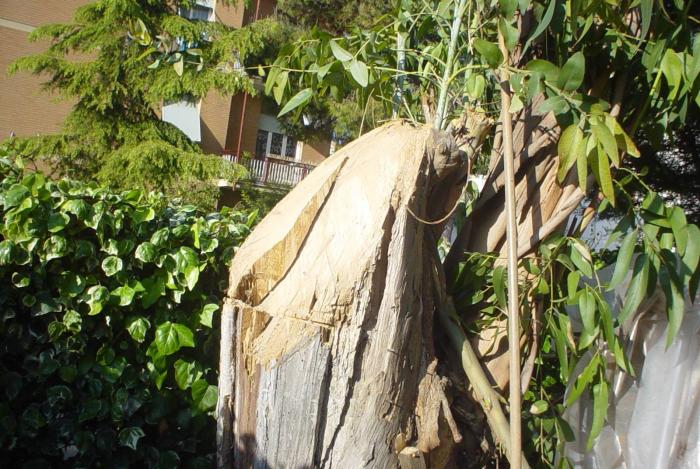 Taglio Alberi - Dopo