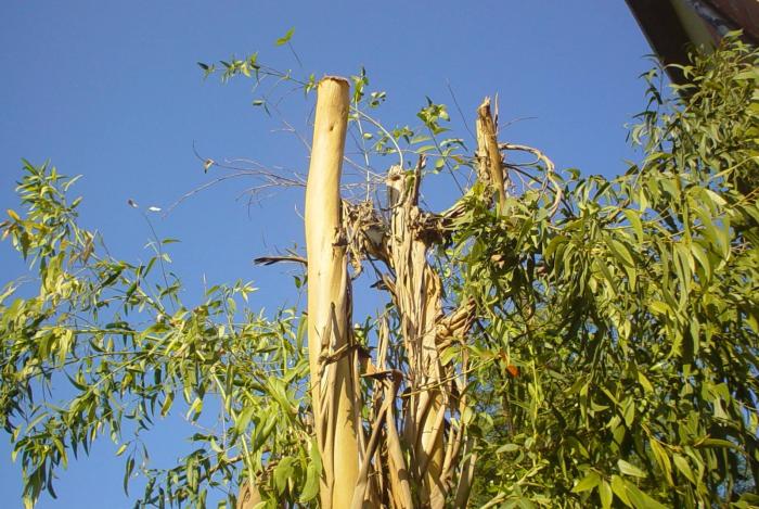 Taglio Alberi - Dopo