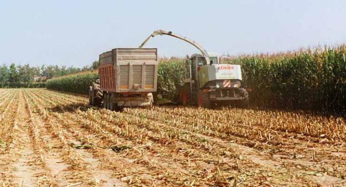 trincia Claas e JD con dumper