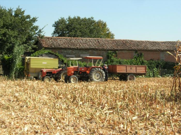 scusi mi servirebbe un po di frumentone.....