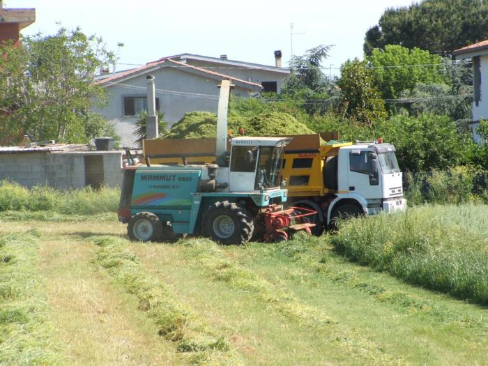 trincia mengele 6800 mammut e iveco 410e42 ( la roscia e calimero)
