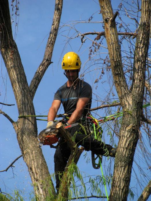 Treeclimbing a Castiglione Mantovano....MN 