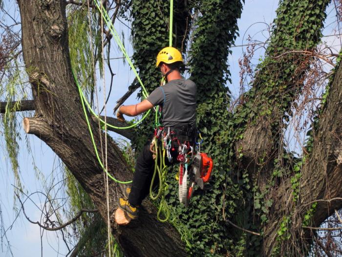 Treeclimbing a Castiglione Mantovano....MN 
